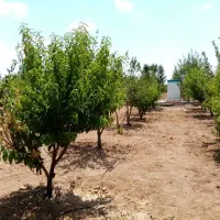 فروش-باغ-میوه-هزار-متری
