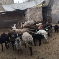 بره قوچ شیشک بزغاله