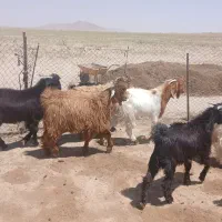 اقلید|اسب و تجهیزات اسب‌سواری|اقلید, |دیوار