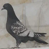 کبوتر پلاکی طاووسی