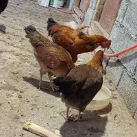 مرغ و خروس