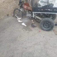 حدود ۲۵ عدد کبوتر رنگی دورگ