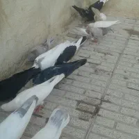 کبوتر فروش