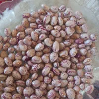 لوبیا چیتی بذری