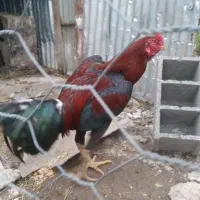 خروس لاری