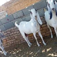بز و بزغاله پاکستانی