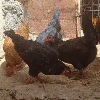 چهارتا کنهه مرغ سالم