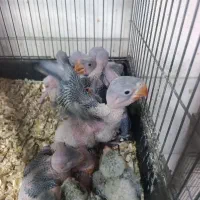 طوطی سبز تعداد موجود گرینچیک