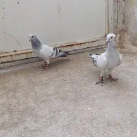 کبوتر