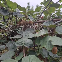 کیوی|خوردنی و آشامیدنی|تالش, جوکندان|دیوار