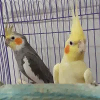 معاوضه عروس هلندی