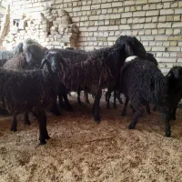 بره نر