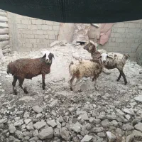 بره فروشی