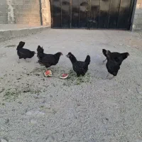 مرغ گلین