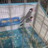 قناری فنچ نرگسی.جفت
