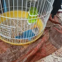 پرنده کوتوله