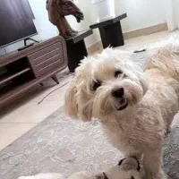 سگ گمشده