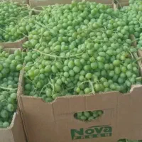 غوره همدان ترش ابگیری رایگان