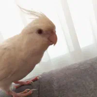 گمشده