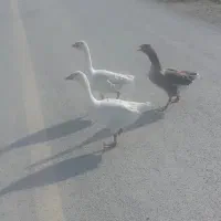 سه تا غاز