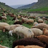 میش فروشی برای دوشیدن