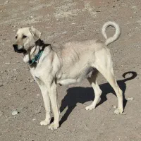 سگ پژدر|سگ|کنگاور, |دیوار