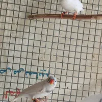 یک جفت فنچ