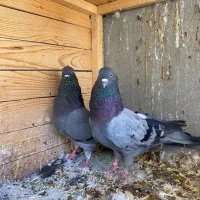 کبوتر|پرنده|سرپل ذهاب, |دیوار