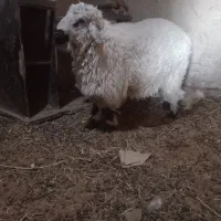 گوسفد نر