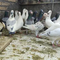 کفتر کاکلی و آلمانی سار