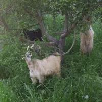 بز چاق۱۰ عدد