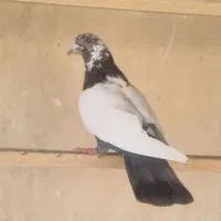 کفتر نر.  پرشی