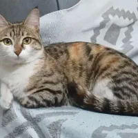 گربه خانگی حمایتی