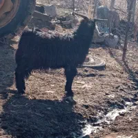 بزغاله نرگوشتی