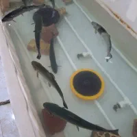 ماهی قزالا زنده رو خونه دورود