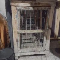 قفس کبوتر
