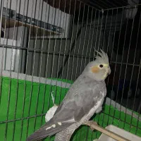 یک عدد عروس هلندی نر