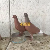 نر و ماده پلنگ سرخ خون گلی