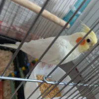 عروس هلندی