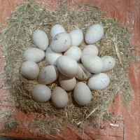 تخم بوقلمون نطفه دار