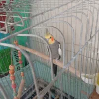 عروس هلندی نر