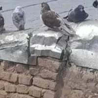 کبوتر|پرنده|مرند, |دیوار