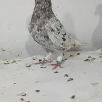 رنگی سینه لیموی هفت رنگ دمسفید ماده زاغدم