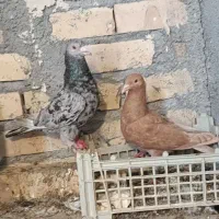 کبوتر جوجه کش
