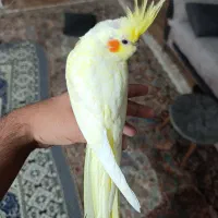 جوجه عروس هلندی لوتینو