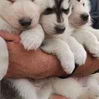 توله سگ هاسکی