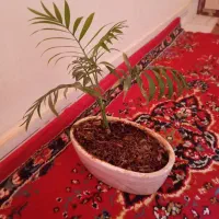 گل طبیعی