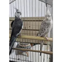 عروس هلندی رو ۴تا جوجه