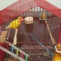 طوطی برزیلی