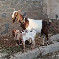 بز پاکستانی